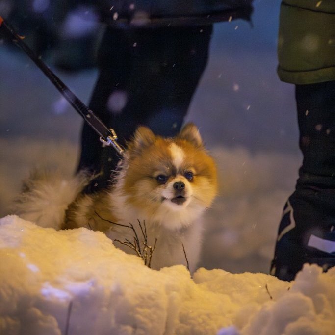 img_7241-enhanced-nr