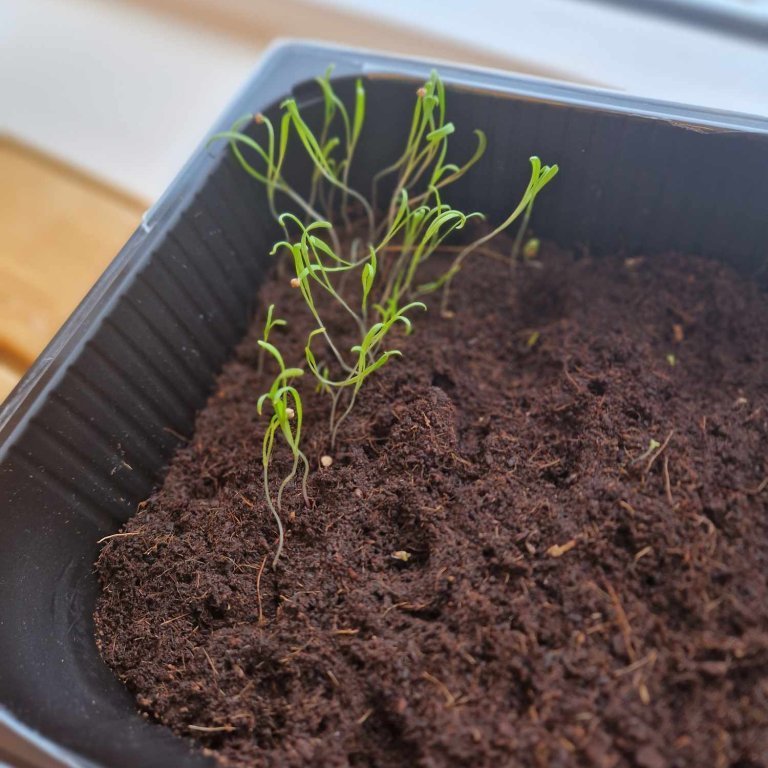 472608845_861052949360006_3723156772031020946_n-1