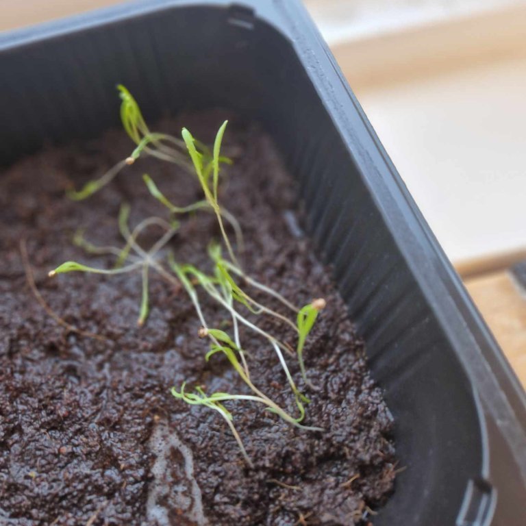 474229121_617245557918883_8921772685840026471_n