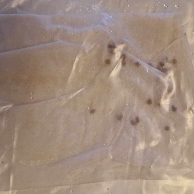 thumbnail_473605414_634703455752895_8364489511971123371_n